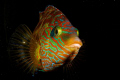 Corkwing wrasse (Symphodus melops) standing by and defending its spawn layed on the wreck of the Leven, in Baleal, Portugal. Shot using Canon EOS 300D in Nimar housing, Sigma 50mm macro, Ikelite MV and Nikonos SB-105 strobes. 